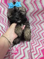 Ellie, a female Shihpoo for sale in Troy, IL – 3 of 4