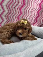 Gabby, a female Poodle - Miniature  for sale in Troy, IL – 3 of 5