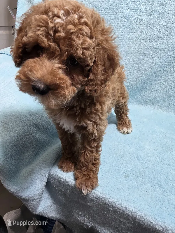 Jack, a male Poodle - Miniature  for sale in Troy, IL – 1 of 6