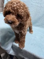 Jack, a male Poodle - Miniature  for sale in Troy, IL – 1 of 6