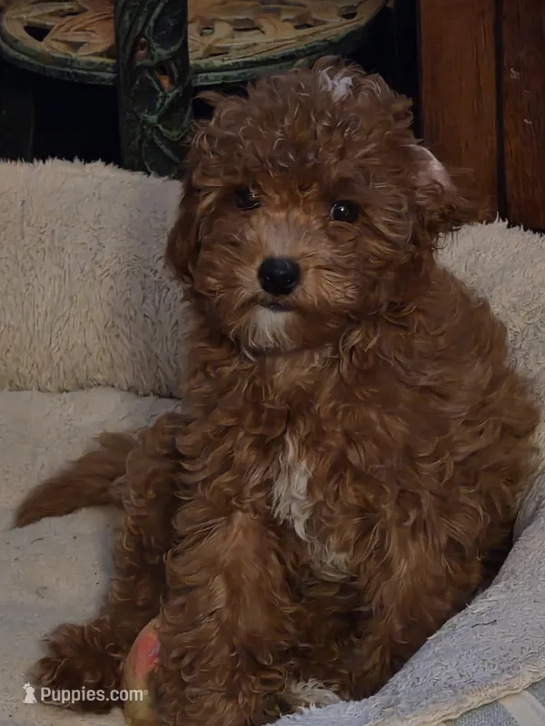 Buttons – Poodle - Miniature  puppy for sale in Troy, IL