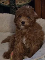 Buttons, a female Poodle - Miniature  for sale in Troy, IL – 1 of 6