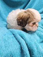 Tye, a male Shih Tzu for sale in Troy, IL – Photo 3 of 4