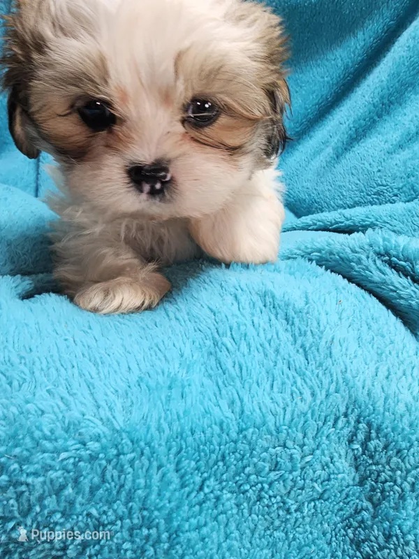 Tye, a male Shih Tzu for sale in Troy, IL – Photo 1 of 4