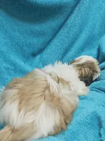 Tye, a male Shih Tzu for sale in Troy, IL – Photo 4 of 4