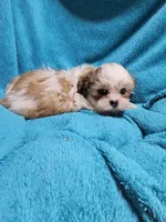 Tye, a male Shih Tzu for sale in Troy, IL – Photo 2 of 4