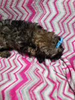 Ellie, a female Shihpoo for sale in Troy, IL – 2 of 4