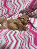 Lucy, a female Poodle - Toy  for sale in Troy, IL – 2 of 5