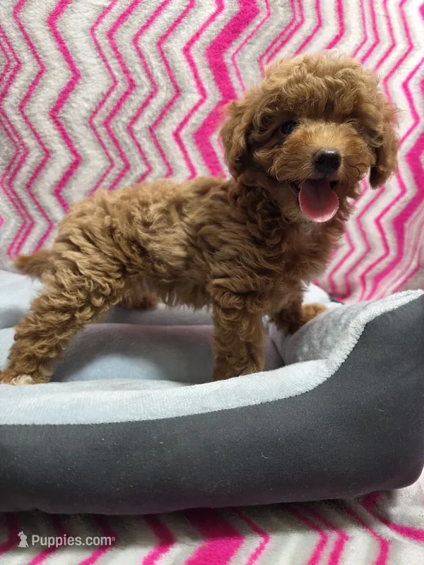 Dallas – Poodle - Miniature  puppy for sale in Troy, IL