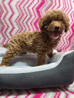 Dallas, a male Poodle - Miniature  for sale in Troy, IL – 1 of 5