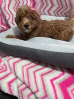 Buttons, a female Poodle - Miniature  for sale in Troy, IL – 3 of 5