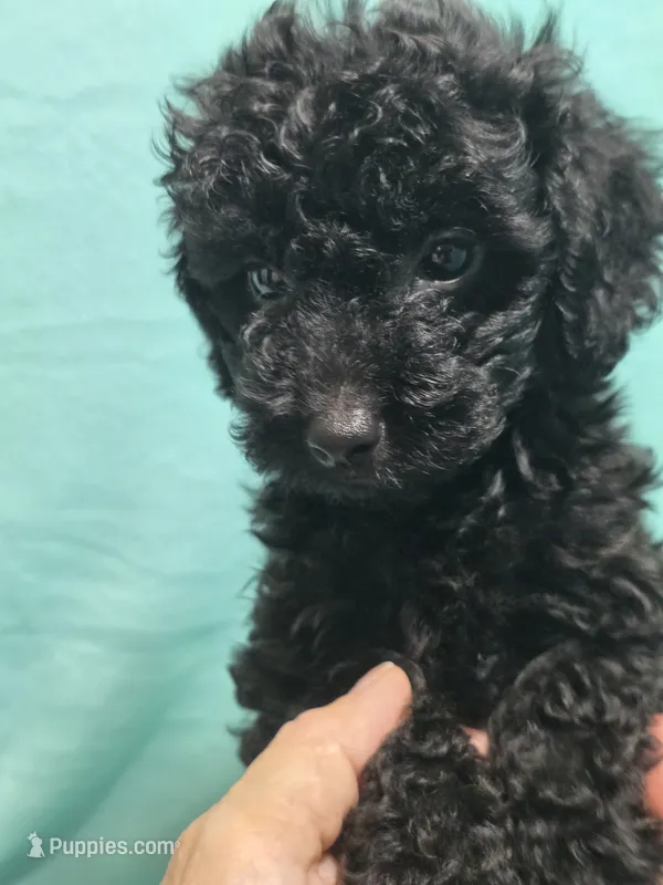 Winston – Poodle - Toy  puppy for sale in Troy, IL