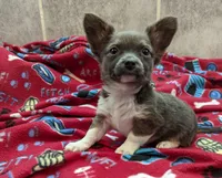 Maxwell, a male Chihuahua for sale in Troy, IL – Photo 1 of 4