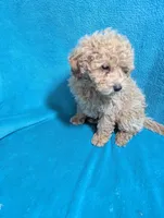 Walter, a male Poodle - Miniature  for sale in Troy, IL – Photo 5 of 5