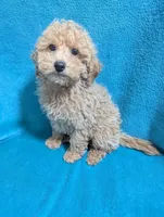 Walter, a male Poodle - Miniature  for sale in Troy, IL – Photo 3 of 5