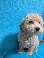 Walter, a male Poodle - Miniature  for sale in Troy, IL – Photo 2 of 5