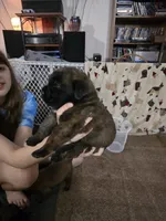 Boy #7, a male Saint Bernard and English Mastiff for sale in Helenville, WI – 2 of 2
