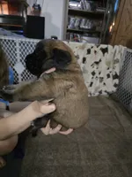 Girl #1, a female Saint Bernard and English Mastiff for sale in Helenville, WI – 2 of 2