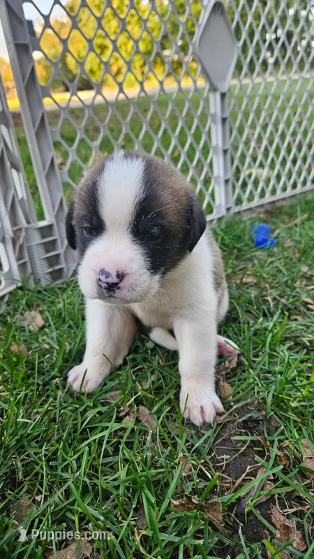 Boy #5 – Saint Bernard, English Mastiff puppy for sale in Helenville, WI