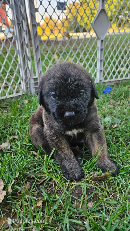 Boy #7 – Saint Bernard, English Mastiff puppy for sale in Helenville, WI