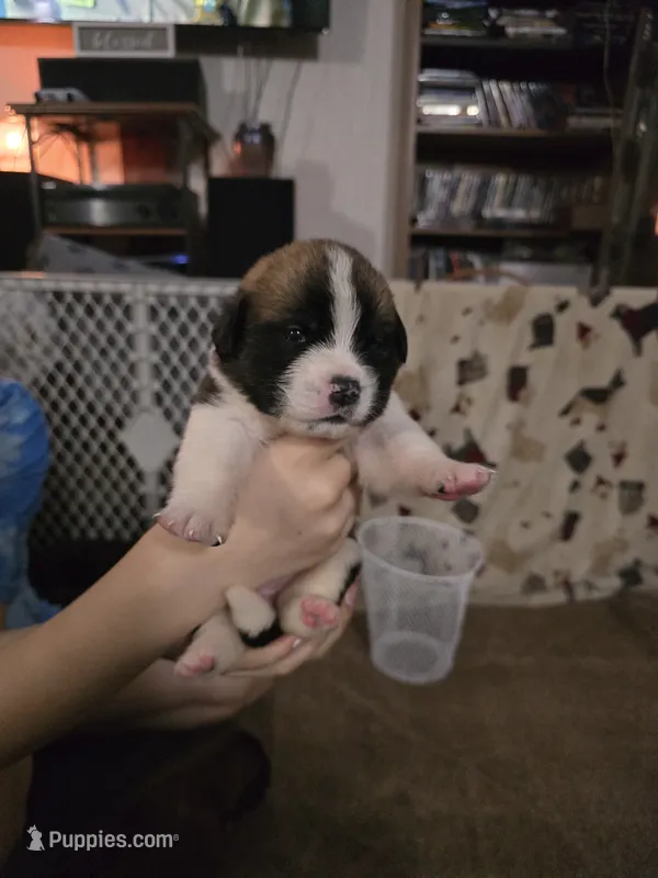 Girl #4 – Saint Bernard, English Mastiff puppy for sale in Helenville, WI