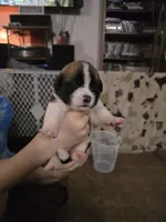 Girl #4, a female Saint Bernard and English Mastiff for sale in Helenville, WI – 1 of 2