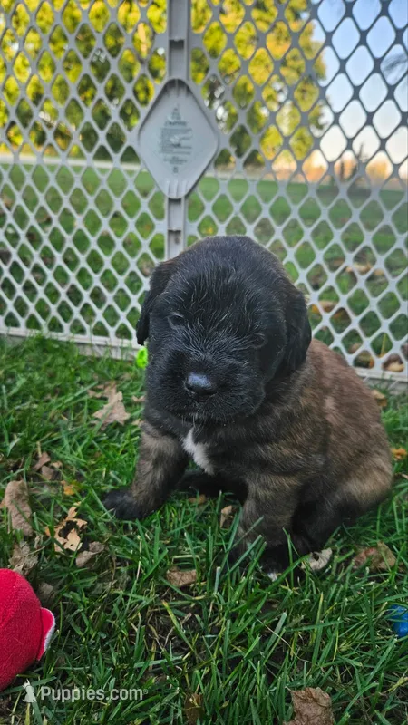 Girl #3 – Saint Bernard, English Mastiff puppy for sale in Helenville, WI
