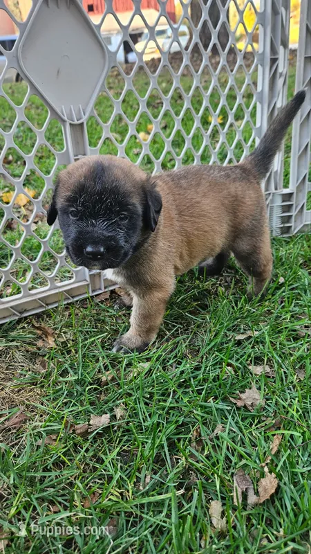 Girl #1 – Saint Bernard, English Mastiff puppy for sale in Helenville, WI