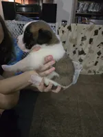 Boy #5, a male Saint Bernard and English Mastiff for sale in Helenville, WI – 2 of 2