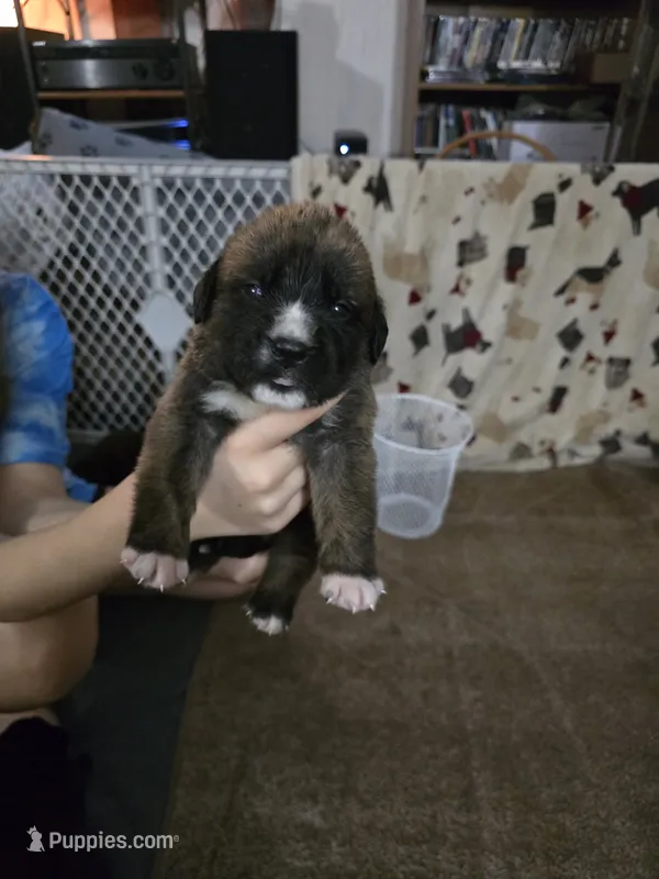 Boy #6 – Saint Bernard, English Mastiff puppy for sale in Helenville, WI