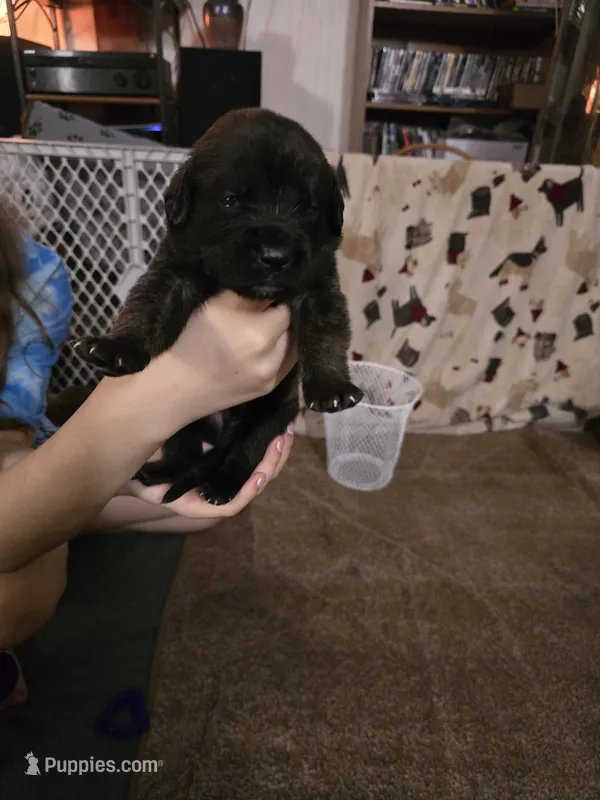 Boy #8 – Saint Bernard, English Mastiff puppy for sale in Helenville, WI