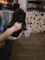 Boy #8, a male Saint Bernard and English Mastiff for sale in Helenville, WI – 1 of 2