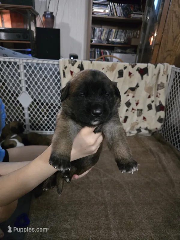 Girl #1 – Saint Bernard, English Mastiff puppy for sale in Helenville, WI