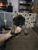 Girl #1, a female Saint Bernard and English Mastiff for sale in Helenville, WI – 1 of 2