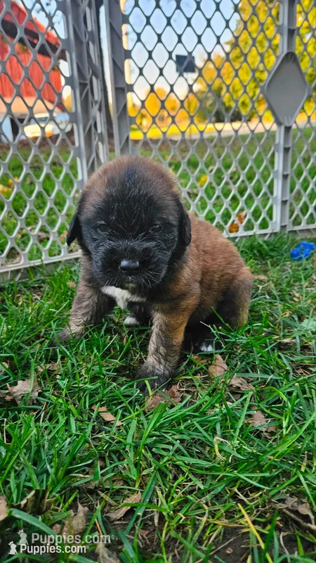Girl #2 – Saint Bernard, English Mastiff puppy for sale in Helenville, WI