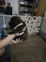 Boy #8, a male Saint Bernard and English Mastiff for sale in Helenville, WI – 2 of 2