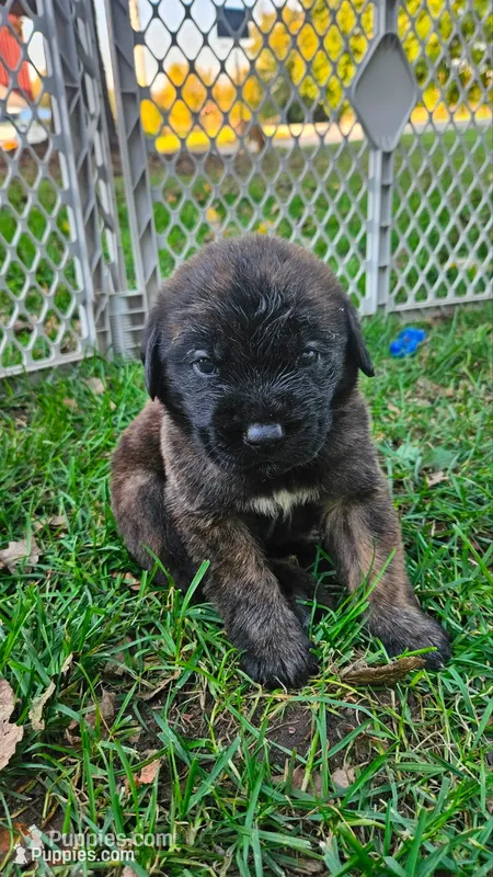 Boy #7 – Saint Bernard, English Mastiff puppy for sale in Helenville, WI