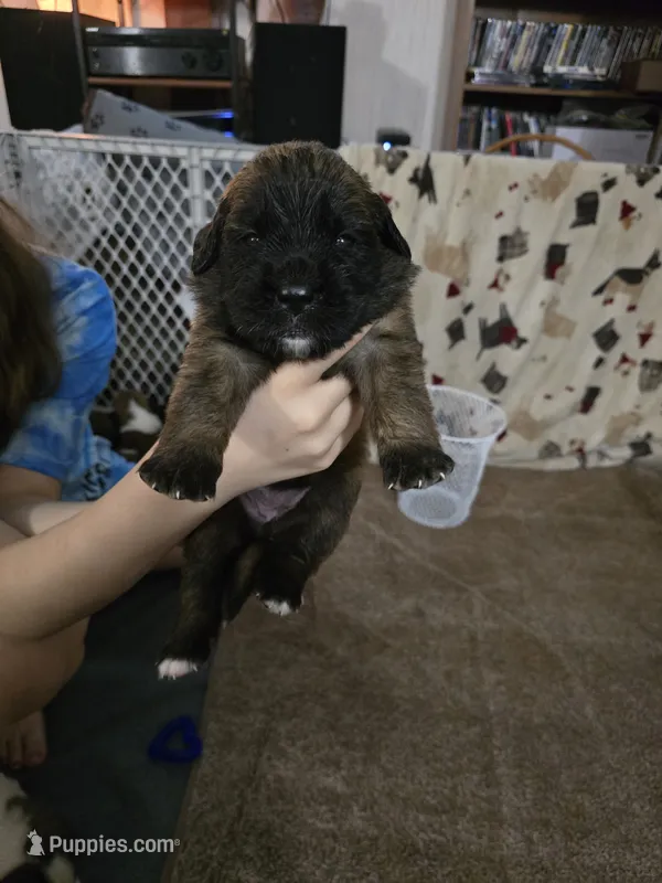 Girl #2 – Saint Bernard, English Mastiff puppy for sale in Helenville, WI