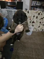 Girl #2, a female Saint Bernard and English Mastiff for sale in Helenville, WI – 1 of 2