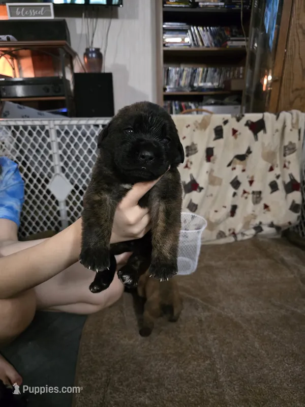 Boy #7 – Saint Bernard, English Mastiff puppy for sale in Helenville, WI