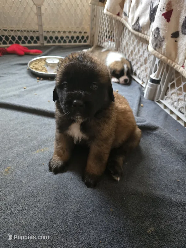 Girl #2 – Saint Bernard, English Mastiff puppy for sale in Helenville, WI