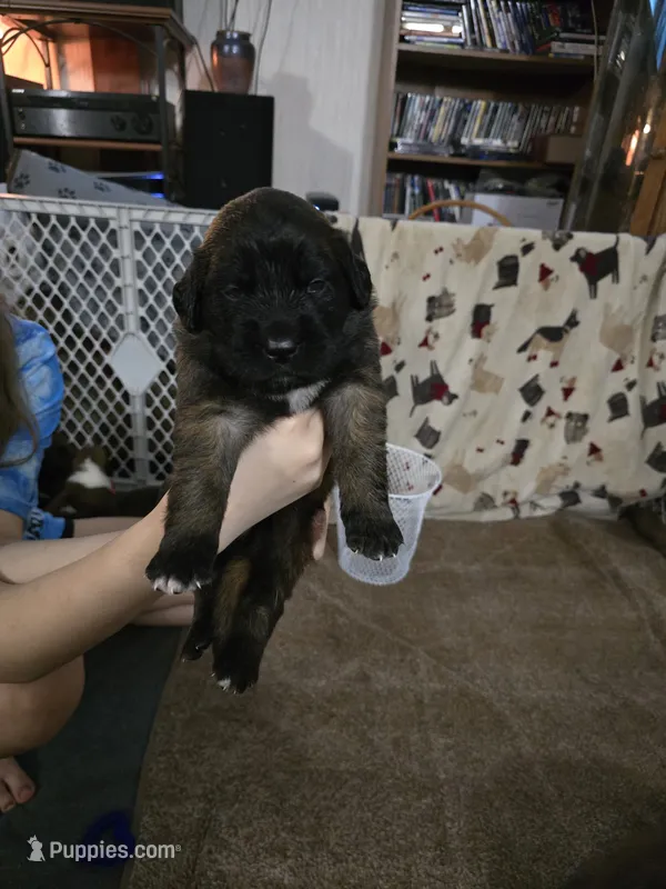 Girl #3 – Saint Bernard, English Mastiff puppy for sale in Helenville, WI