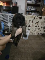 Girl #3, a female Saint Bernard and English Mastiff for sale in Helenville, WI – 1 of 2