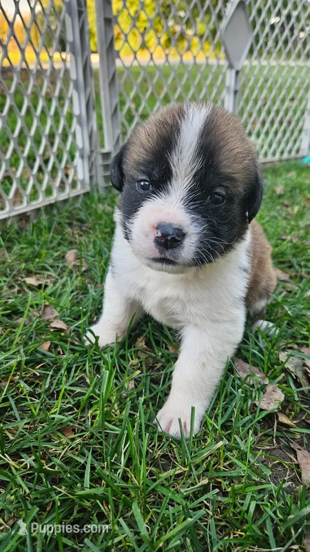 Girl #4 – Saint Bernard, English Mastiff puppy for sale in Helenville, WI