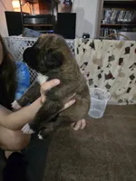 Boy #6, a male Saint Bernard and English Mastiff for sale in Helenville, WI – 2 of 2