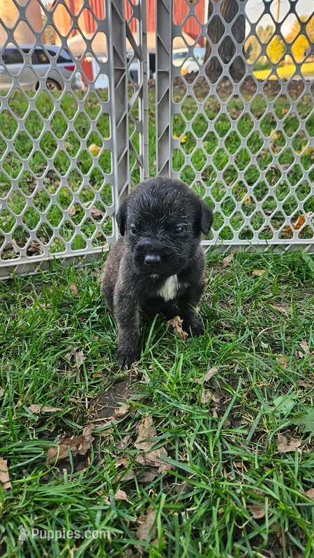 Boy #8 – Saint Bernard, English Mastiff puppy for sale in Helenville, WI