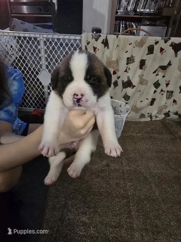 Boy #5 – Saint Bernard, English Mastiff puppy for sale in Helenville, WI