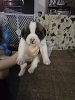 Boy #5, a male Saint Bernard and English Mastiff for sale in Helenville, WI – 1 of 2