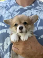 Irving , a male Pembroke Welsh Corgi for sale in Miami, FL – 2 of 3