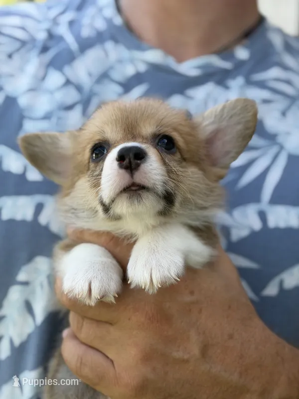 Irving  – Pembroke Welsh Corgi puppy for sale in Miami, FL